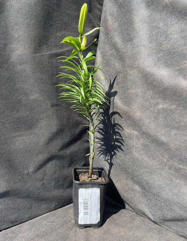 Лилия Элегант Леди 